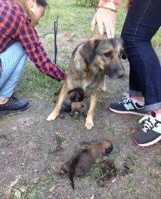 最新台湾狗崽爆料视频播放,揭秘幕后真相